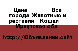 Zolton › Цена ­ 30 000 - Все города Животные и растения » Кошки   . Иркутская обл.